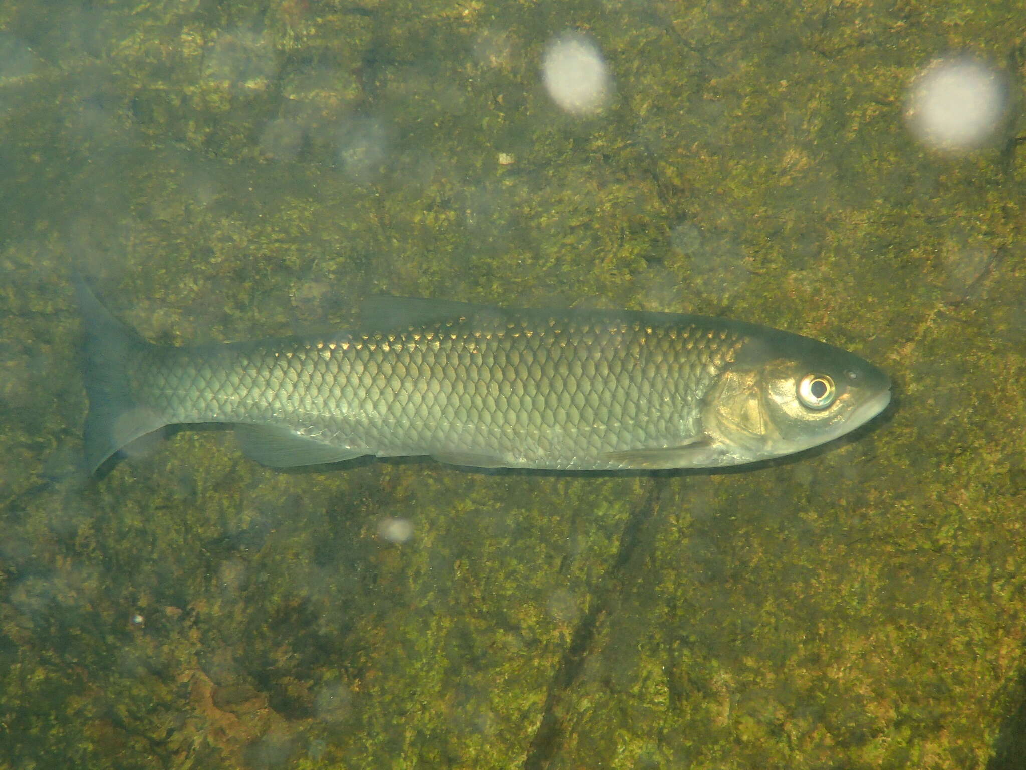 Image de Squalius laietanus Doadrio, Kottelat & de Sostoa 2007