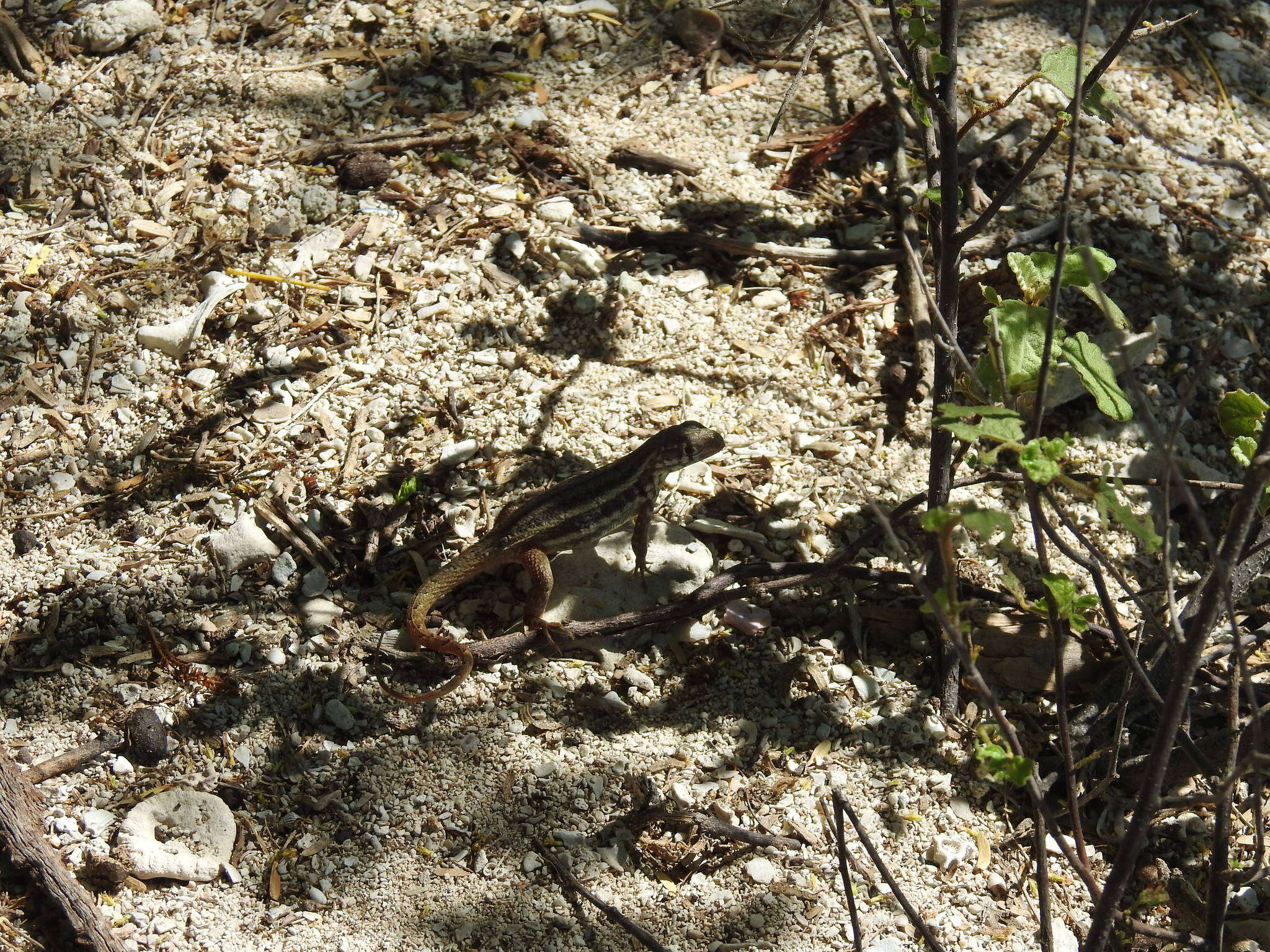 Image of Barahona curlytail lizard