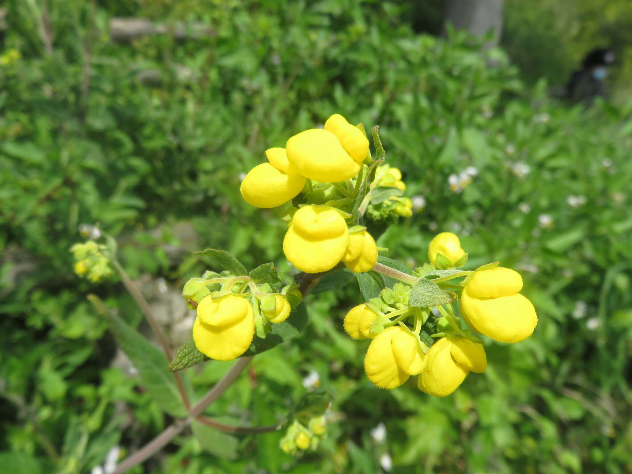 Image of Calceolaria integrifolia Murr.