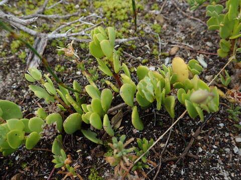 Image de Roepera maritima (Eckl. & Zeyh.) Beier & Thulin