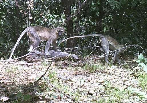 Image of Tantalus Monkey