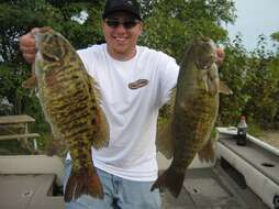 Image of Smallmouth Bass