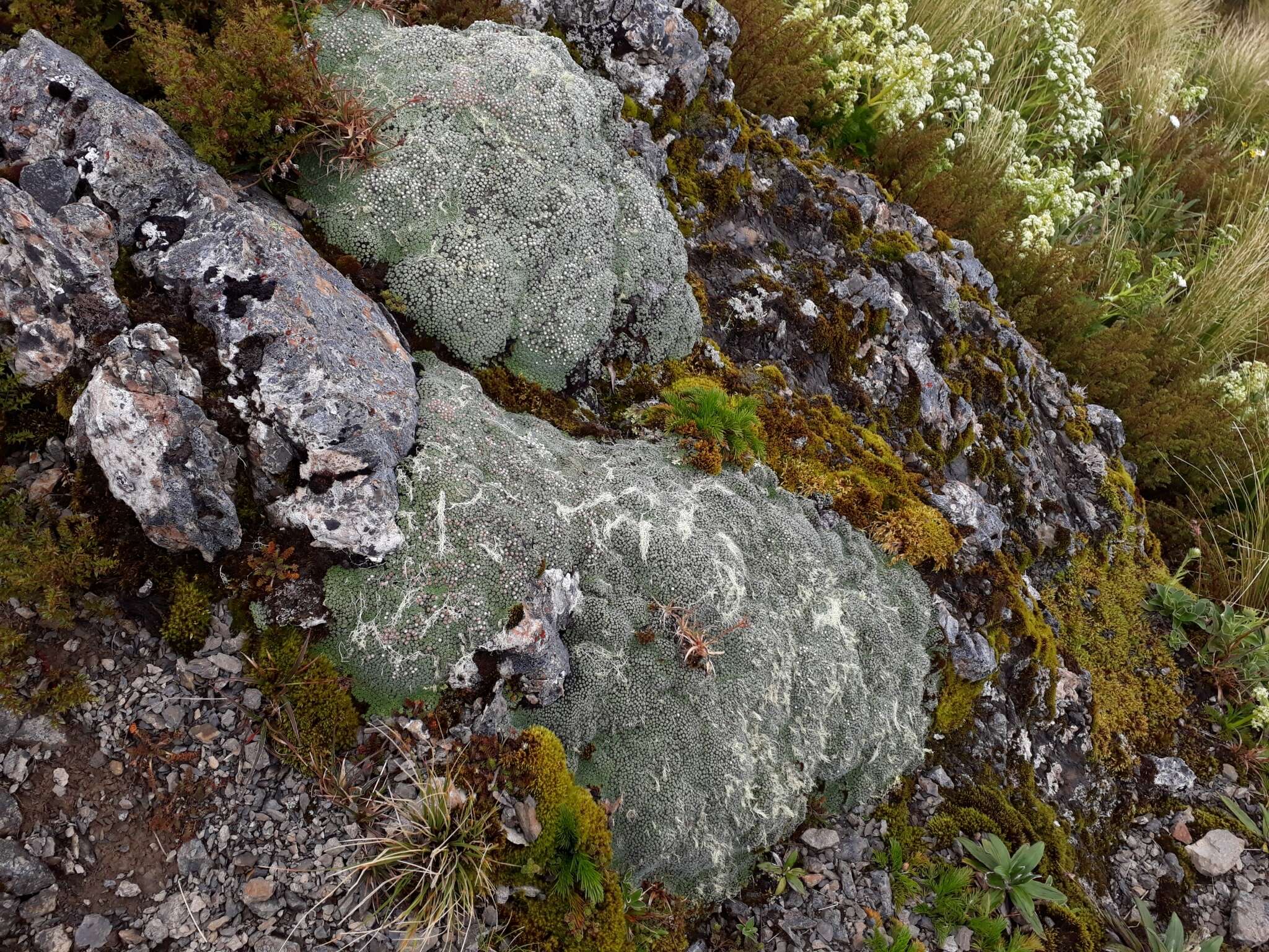 Image of Psychrophyton rubrum (J. Buch.) Beauv.