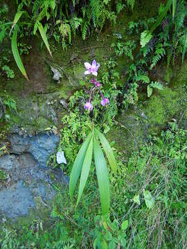 Sivun Spathoglottis plicata Blume kuva