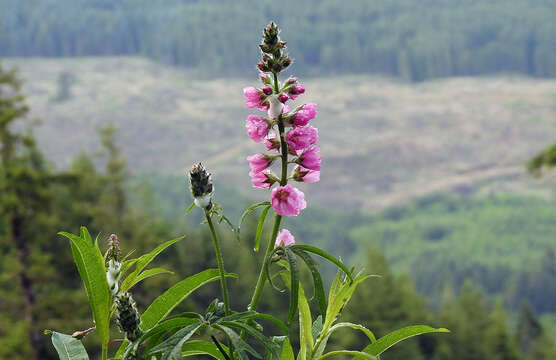 Image of bristlystem checkerbloom