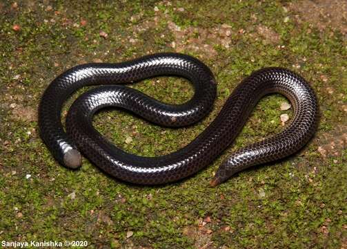 Image of Schneider's Earth Snake