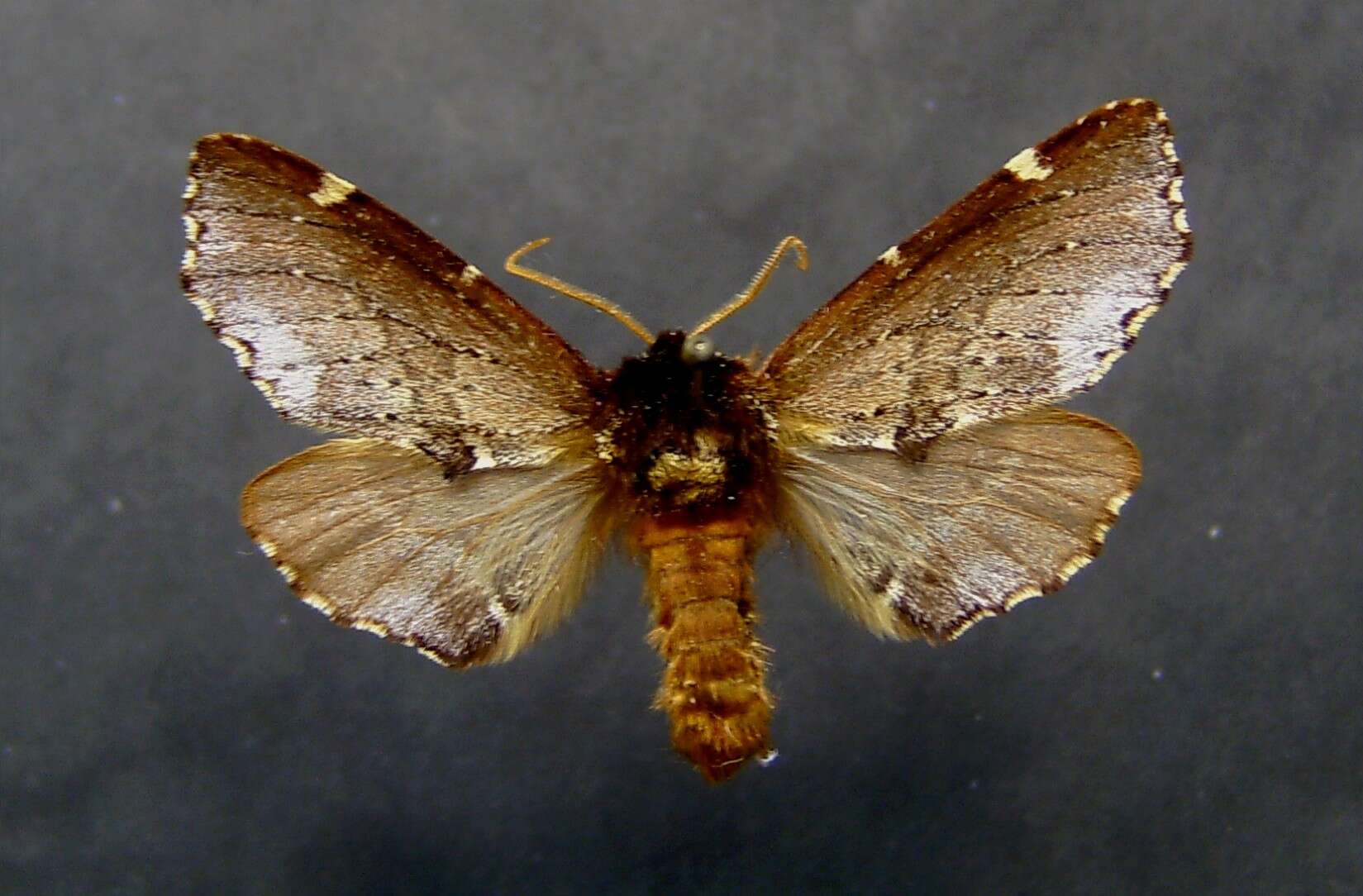 Image of Scarce Prominent