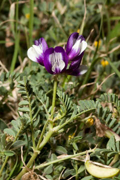 Image of Smallflowered Milkvetch