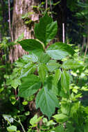 Image of Box Elder