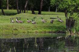 Image of Branta canadensis maxima Delacour 1951