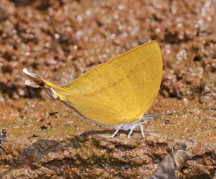 Imagem de Loxura atymnus continentalis Fruhstorfer (1912)