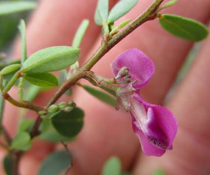 Image of Indigofera denudata Thunb.