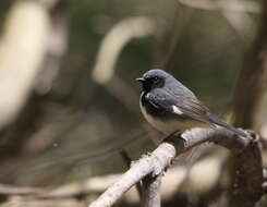 Imagem de Setophaga caerulescens (Gmelin & JF 1789)