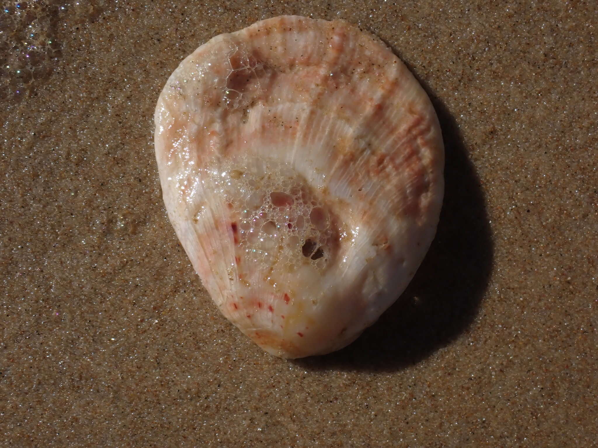 Image of scarlet thorny oyster