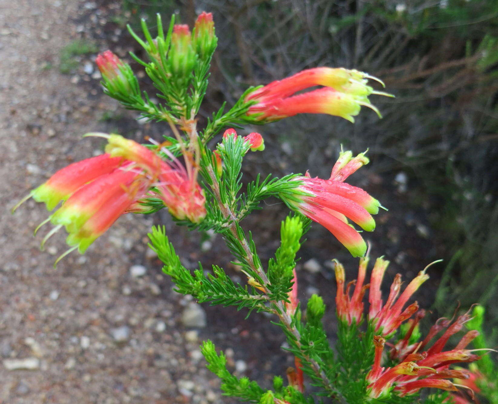 Image of Erica unicolor subsp. georgensis E. G. H. Oliv. & I. M. Oliv.