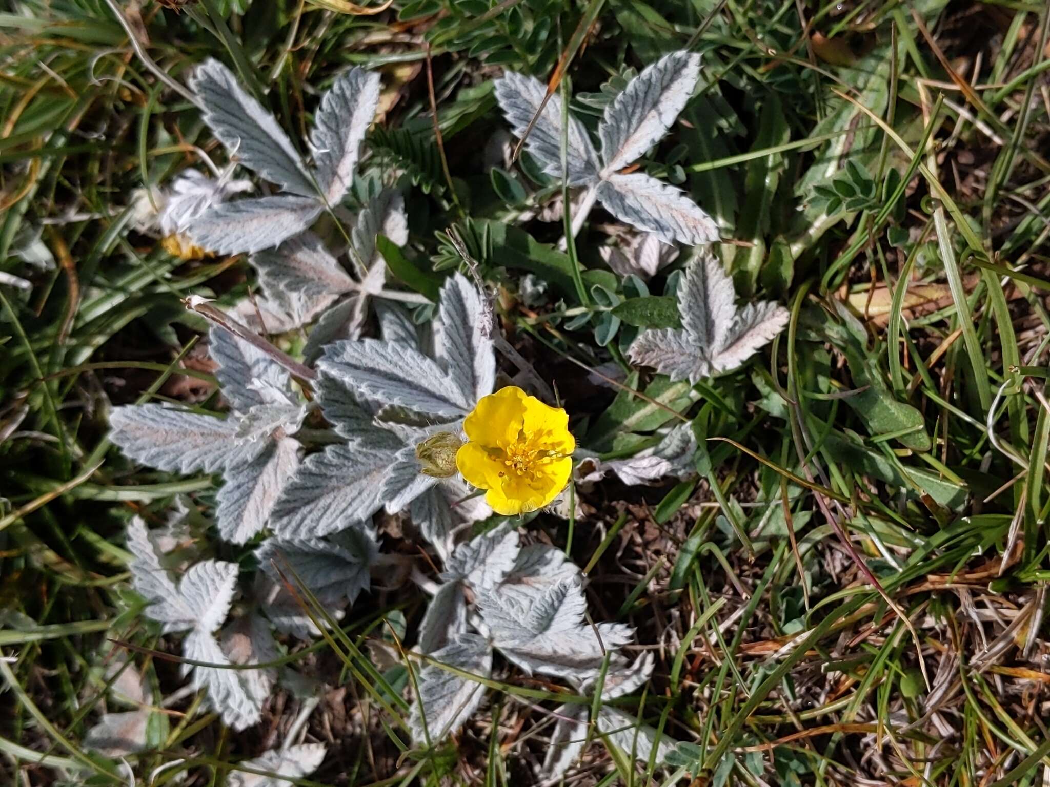 Image of Potentilla nervosa Juz.