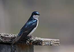 Image of Tachycineta Swallows