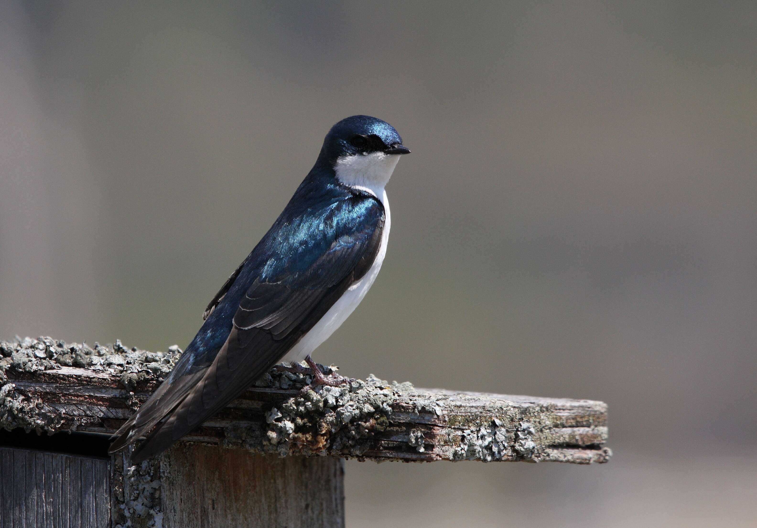 Image of Tachycineta Swallows