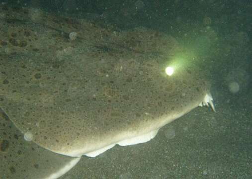 Image de Ange de mer du Pacifique