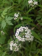 Image of Lysimachia pentapetala Bunge