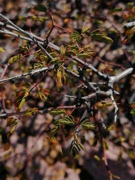 Image of <i>Erythrostemon placidus</i>