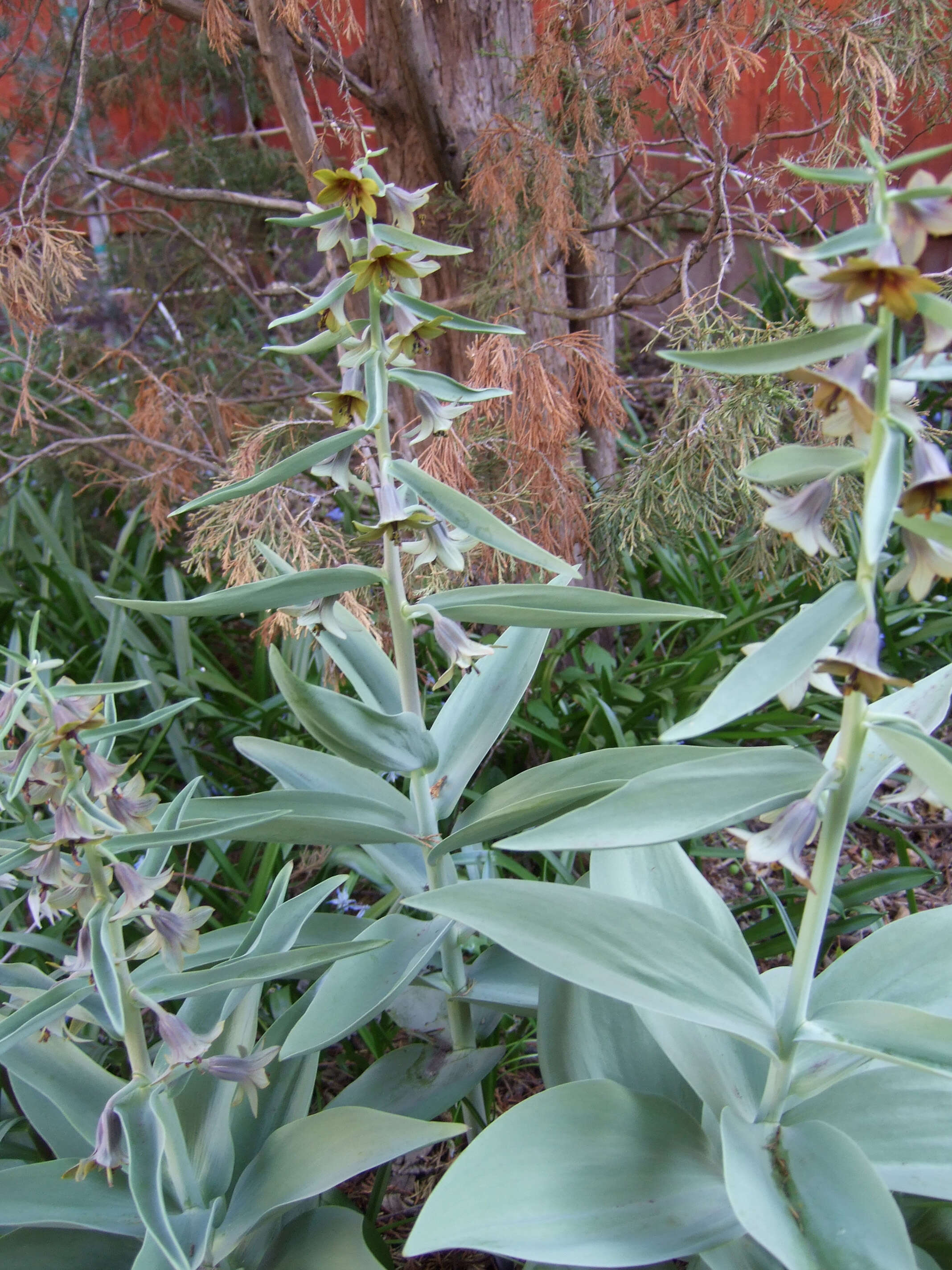 Image of Fritillaria sewerzowii Regel