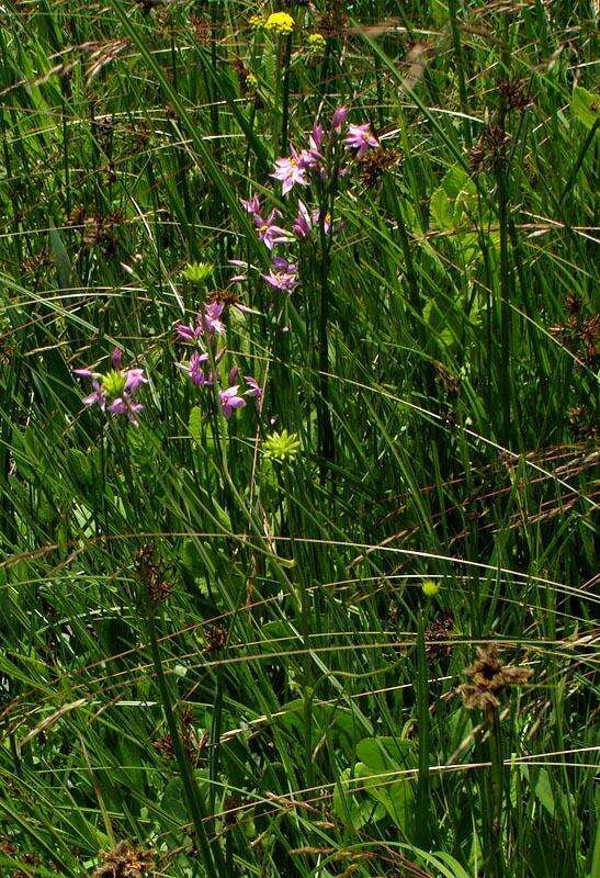 Chironia palustris subsp. transvaalensis (Gilg) Verdoorn resmi