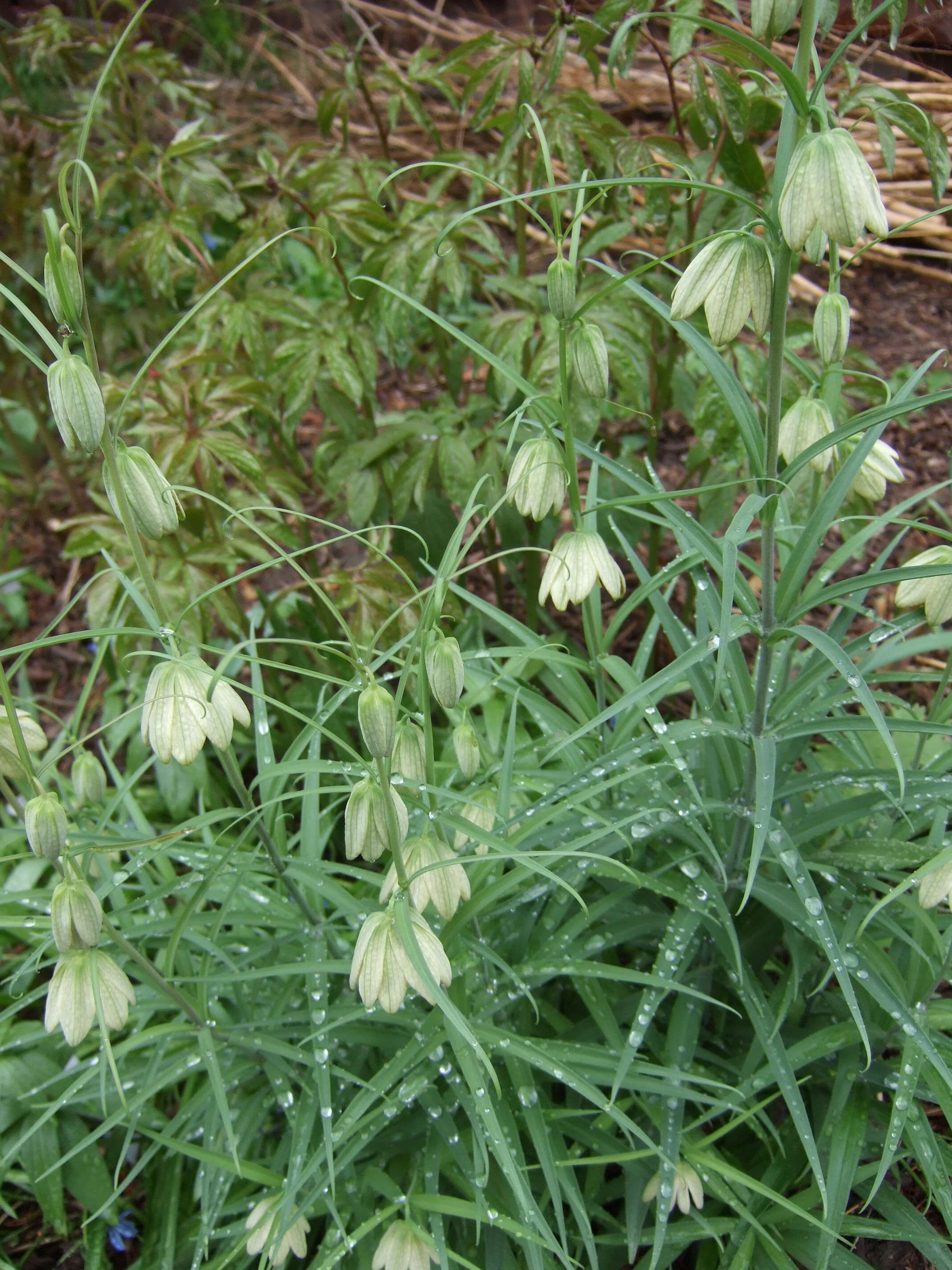 Image of Fritillaria thunbergii Miq.