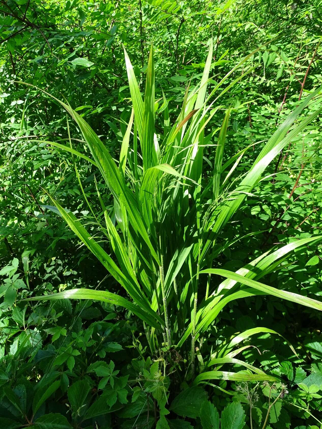 Imagem de Bromus ciliatus L.