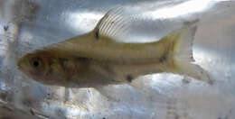 Image of Spotted barb