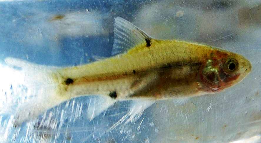 Image of Spotted barb