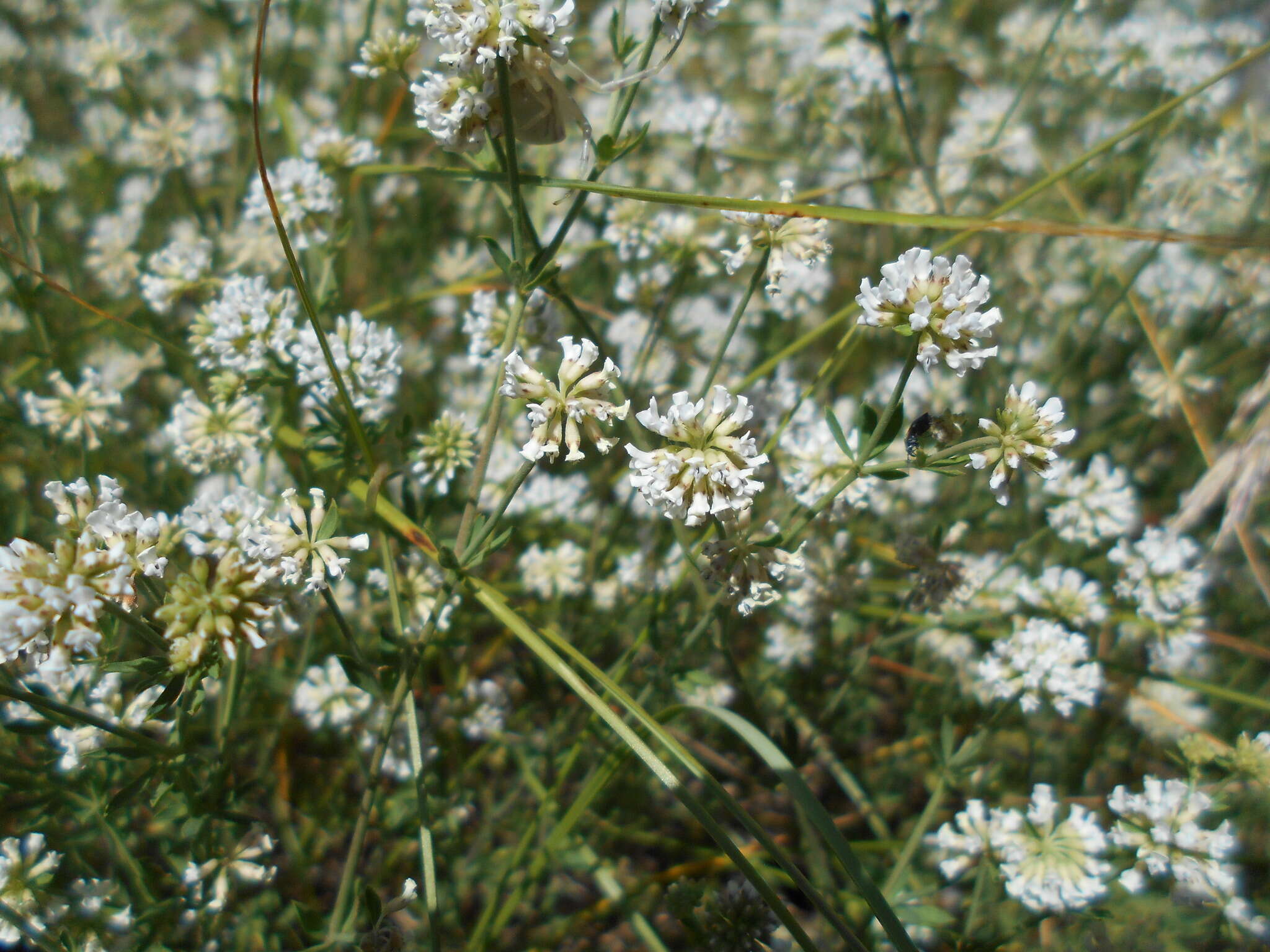 Image of Dorycnium pentaphyllum subsp. germanicum (Gremli) Gams