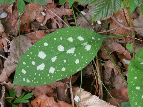 Plancia ëd Pulmonaria stiriaca A. Kerner