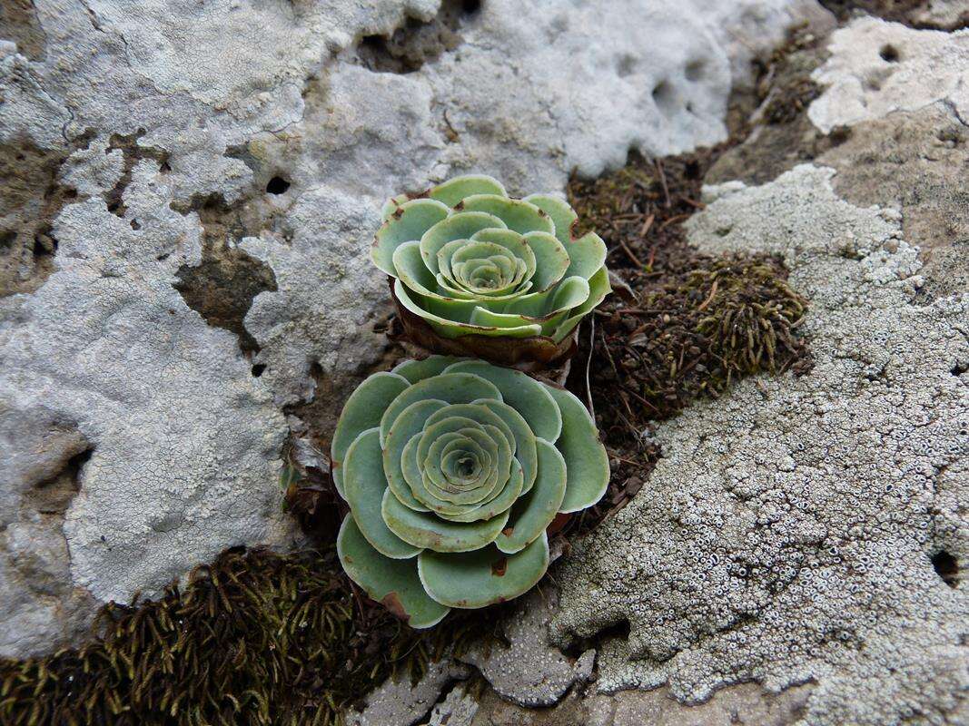 Image of Aeonium aureum (C. Sm. ex Hornem.) T. H. M. Mes