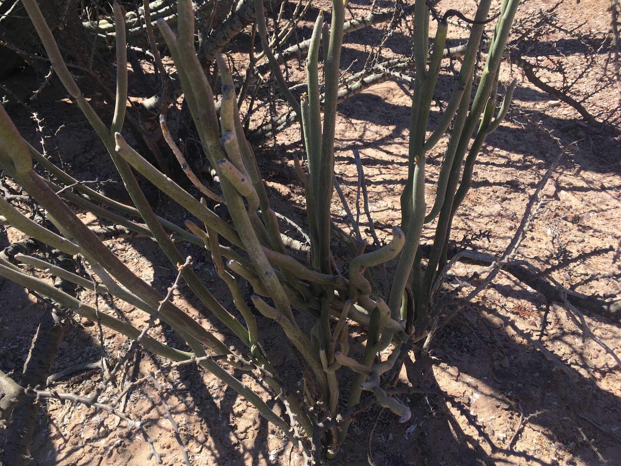 Image of Euphorbia lomelii V. W. Steinm.