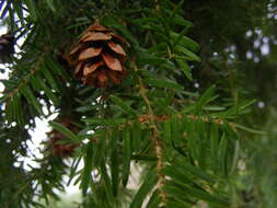 Image of western hemlock