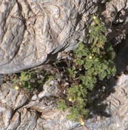 Image of geraniumleaf phacelia