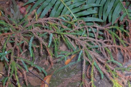 Image of Dwarf Mountain Pine