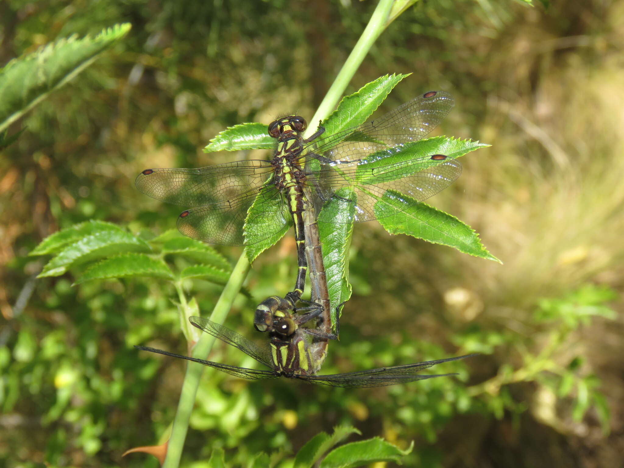 صورة Neogomphus edenticulatus Carle & Cook 1984