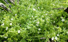 Image of white fiestaflower