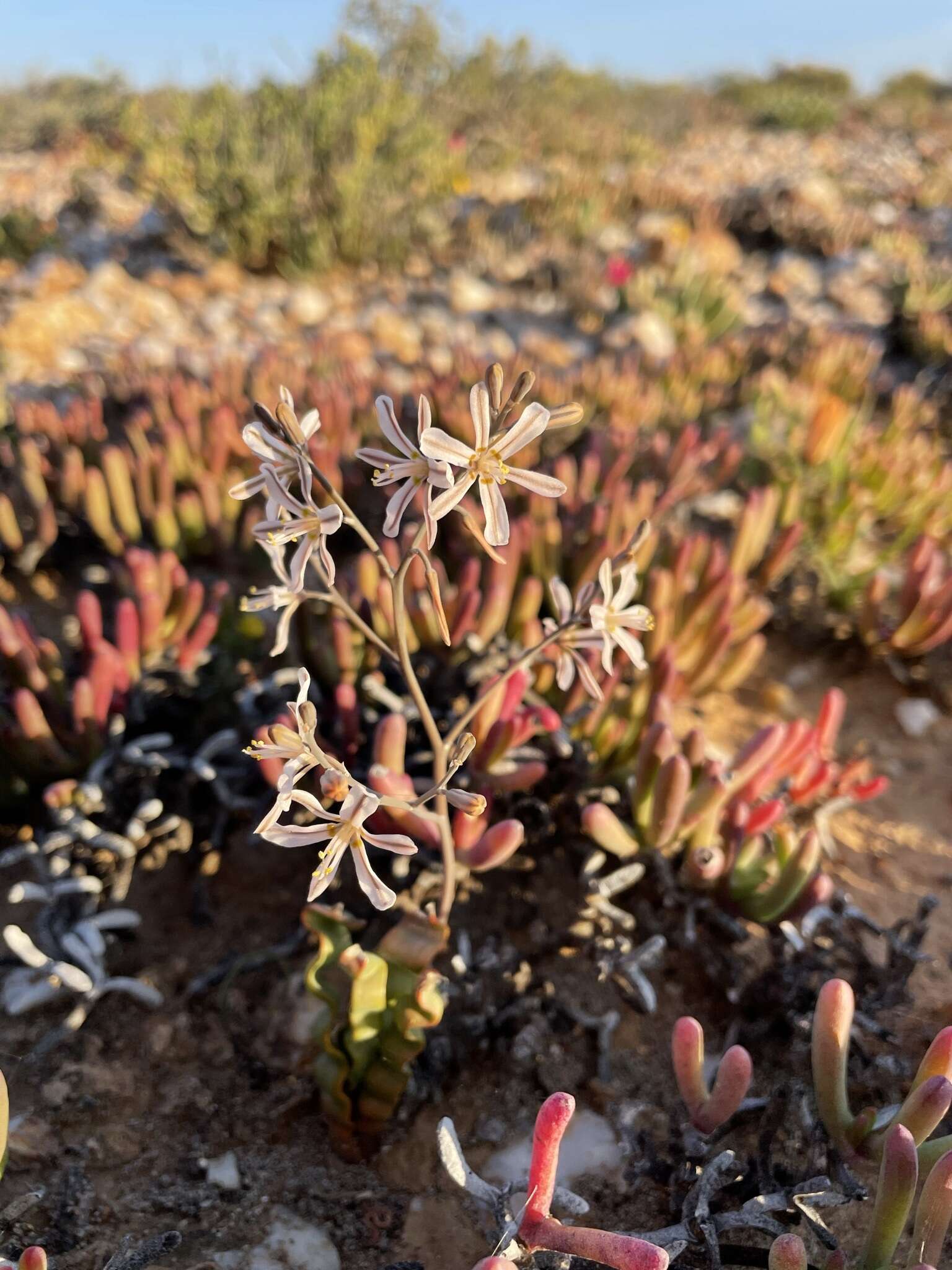 Image of Trachyandra tortilis (Baker) Oberm.