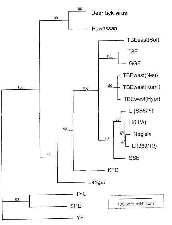 Imagem de Tick-borne encephalitis virus