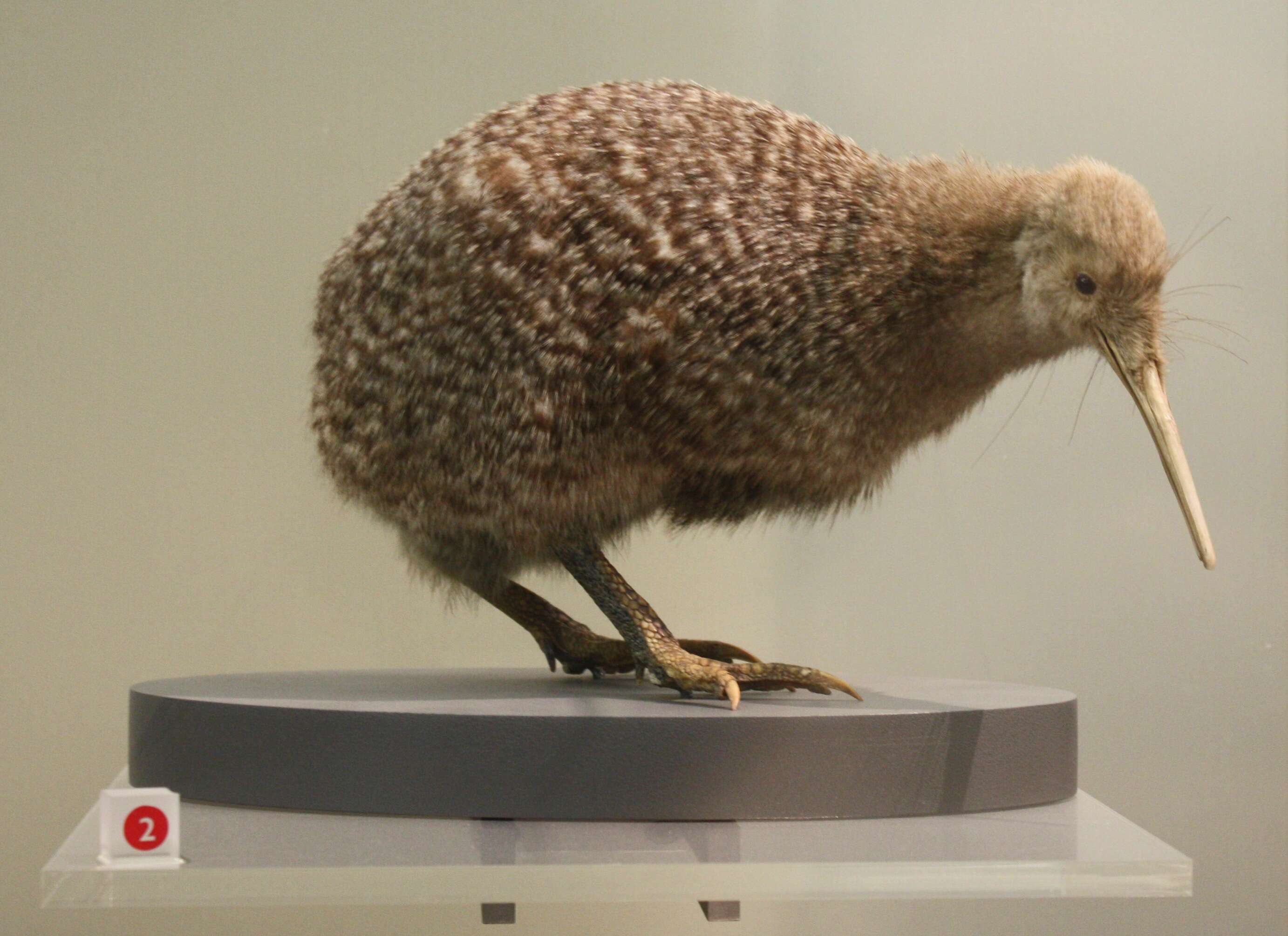 Image of Little Spotted Kiwi