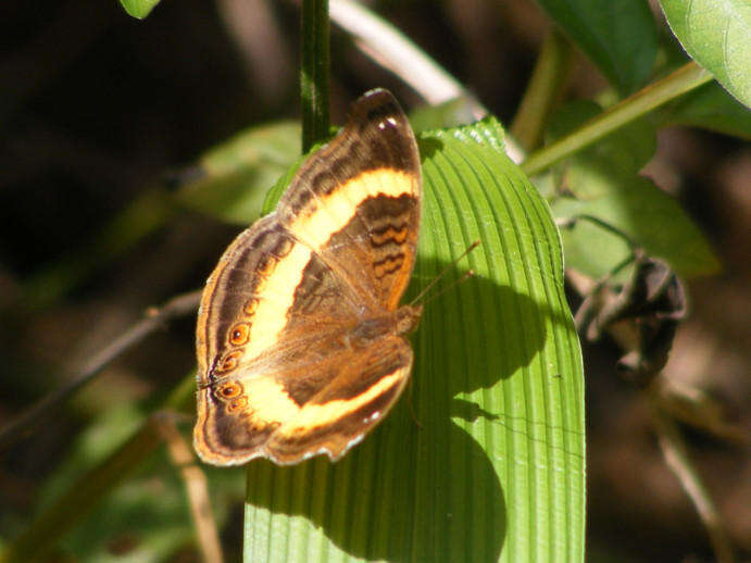 Plancia ëd Junonia terea elgiva Hewitson 1864