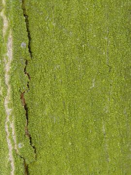 Image of Pleurococcus