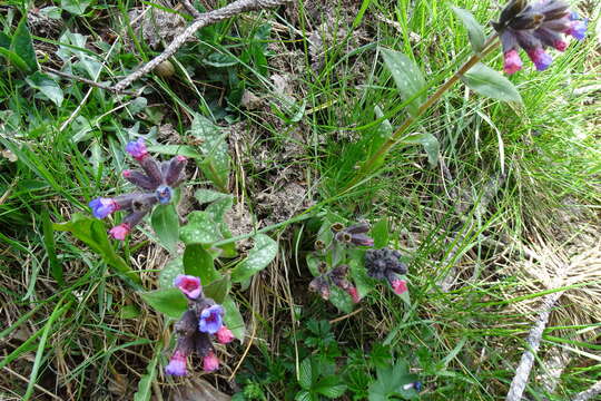 Pulmonaria affinis Jordan resmi