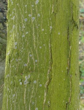 Image of Pleurococcus