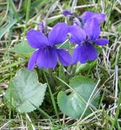 Image of sweet violet