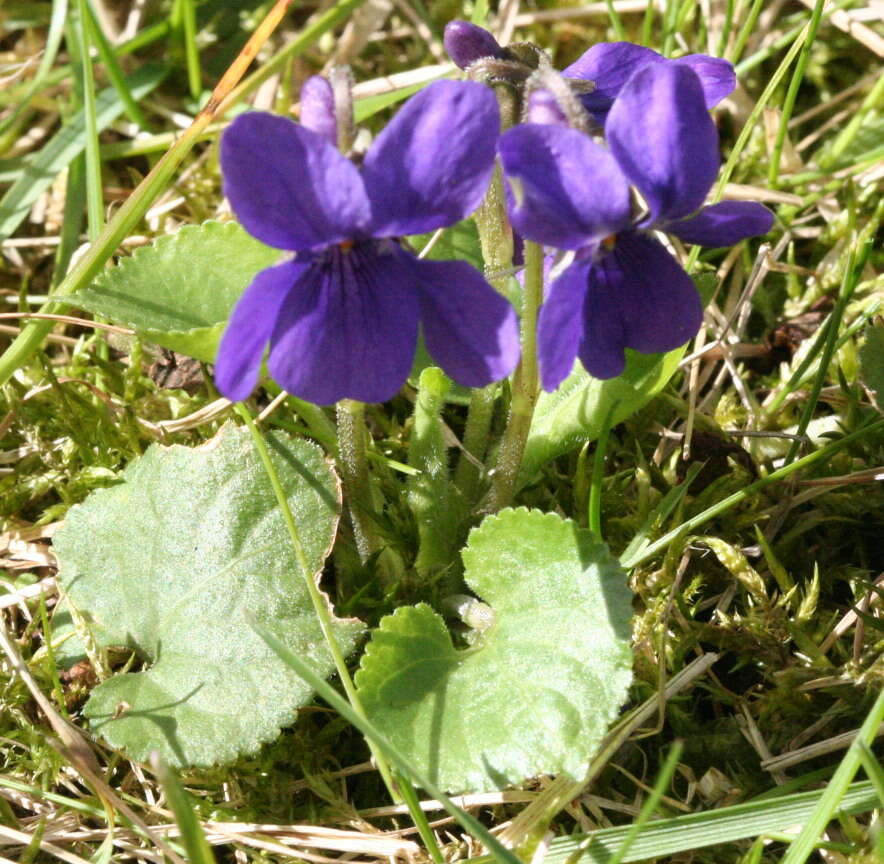 Image of sweet violet