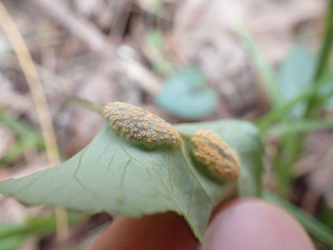 Image of Puccinia violae (Schumach.) DC. 1815